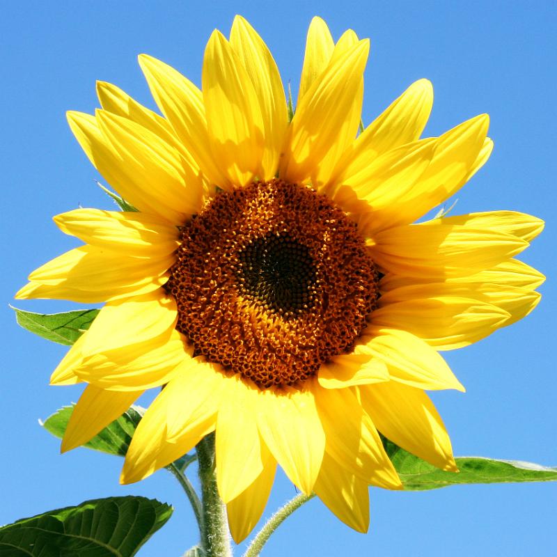 sunflower cropped